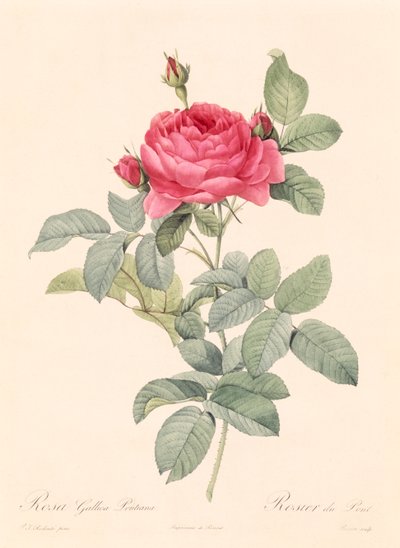 Rosa Gallica Pontiana de Pierre Joseph Redouté